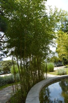 Pond and bamboo bushes in a tropical Park on a Sunny day.