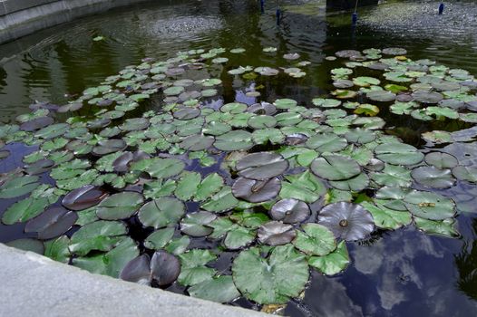 Beautiful pond with water Lily plant, background.