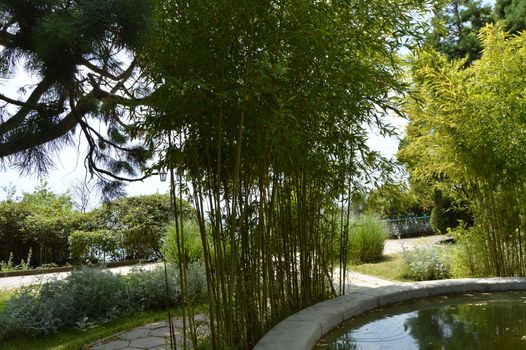 Pond and bamboo bushes in a tropical Park on a Sunny day.