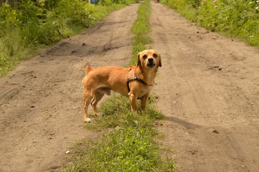 A small red dog stands on the road and looks aggressively.