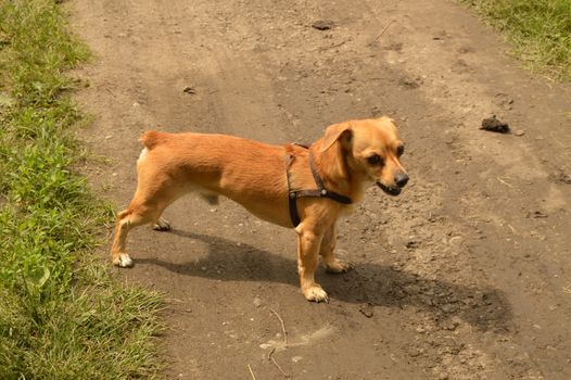 A small red dog stands on the road and looks aggressively.