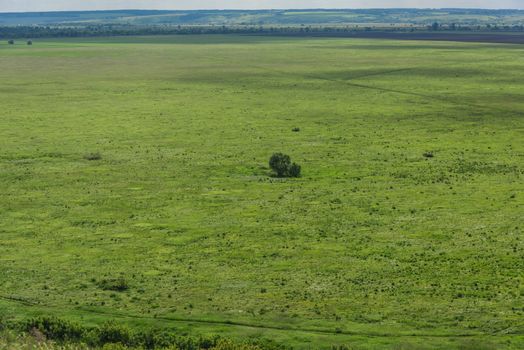 Beautiful background of a lonely Bush or tree on a green meadow, horizon line and sky with clouds.