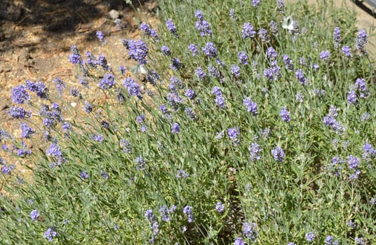 lavender Bush grows in the Park among the stones.