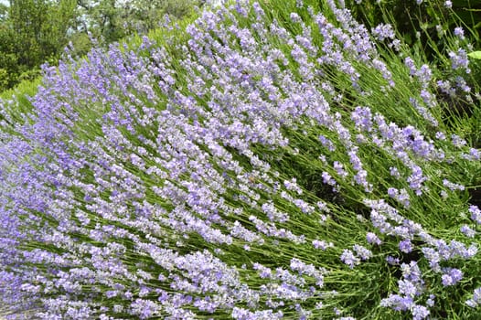 Beautiful flowering lavender in the garden, floral background lilac and green.