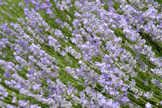 Beautiful flowering lavender in the garden, floral background lilac and green.