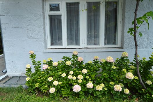 The hydrangea Bush is blooming under the window of the white village houses.