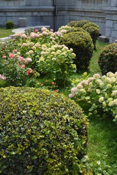 Gardening concept in the Park, roses, hydrangeas boxwood plant care.