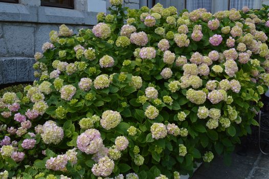 Beautiful flowers of white and pink hydrangea in the garden.