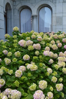 White hydrangea Bush blooms under the arched Windows of an old stone house in a romantic vintage style.