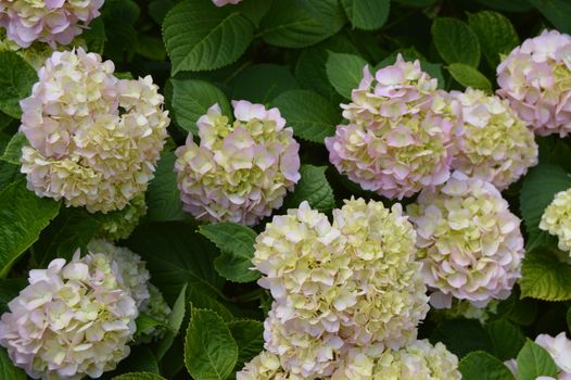 Close - up of beautiful flowers of white and pink hydrangea in the garden.