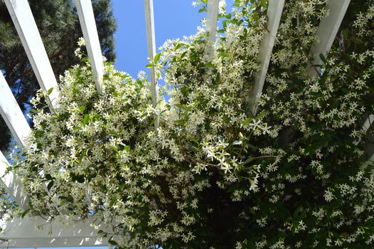 Beautiful white lush clematis branches on a white wooden trellis climbing against the blue sky on a Sunny summer day in the garden.