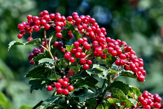 ripe red viburnum on a Bush with green leaves