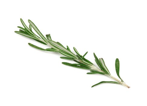 Fresh rosemary isolated on white background