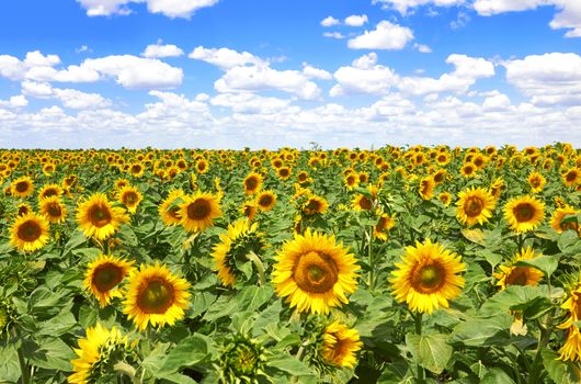 field of blooming sunflowers on a background of blue sky 
