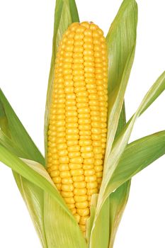 Sweet corn isolated on a white background