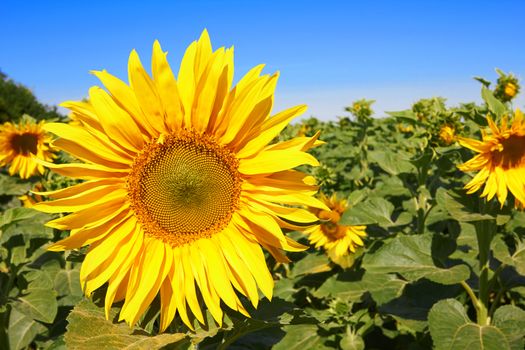 field of blooming sunflowers on a background of blue sky
