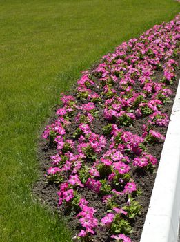 Beautiful flowerbed of pink petunias and lawn of green grass, concept of landscape design,