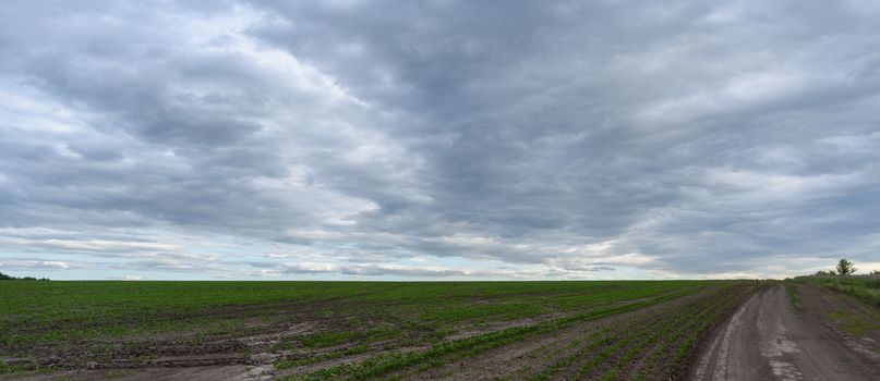 panorama rural summer landscape with a road, field and forest. summer day, blue sky with white clouds. rural path. panoramic view.