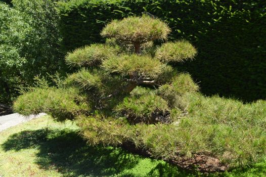 Green curved bonsai tree grows in Japanese garden. landscape design in Japanese style.