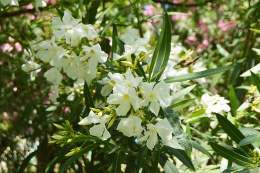 White oleander flowers on branches in sunlight.