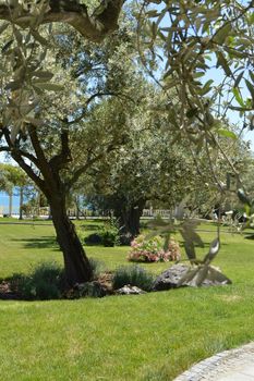 Olive trees with flowering branches in the spring Park