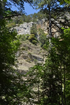 Trees grow on the slope of a high mountain, bare rocks, view from the foot of the mountain.