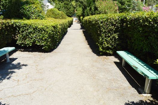 Wooden painted bench along the paths in the summer Park on a Sunny day.