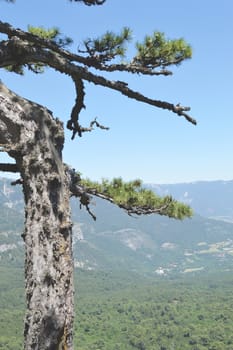 Trees grow on the slope of a high mountain, bare rocks, view from the foot of the mountain.