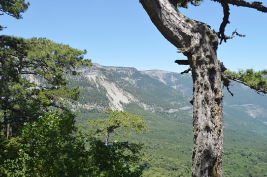 Trees grow on the slope of a high mountain, bare rocks, view from the foot of the mountain.