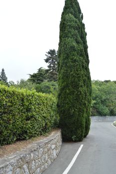 A paved road runs along the stone wall and cypress trees.