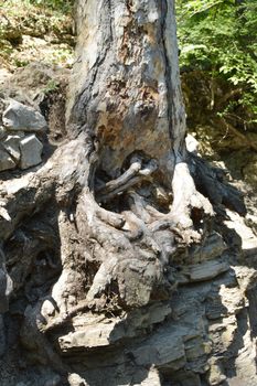 he trunk of an old tree with roots sprouted in stones.