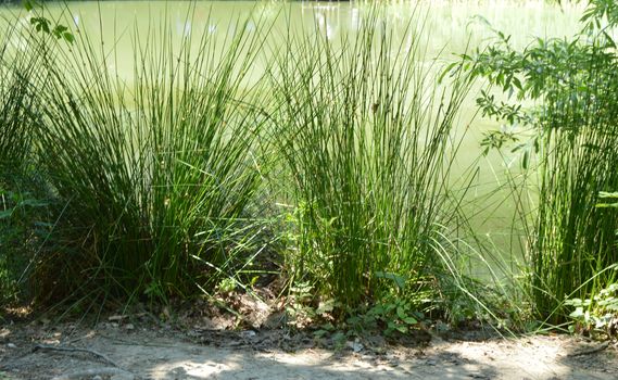 Muddy water in a forest lake or swamp, overgrown with grass on the banks.