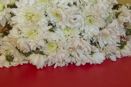 White CHRYSANTHEMUM on a RED background. Women's day, Valentine's day, mother's Day. Copy space, selective focus. Natural optical blur