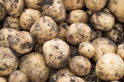 Large harvest of fresh potatoes in the field, the concept of growing organic vegetables and agriculture.