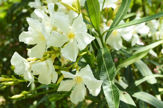 White oleander flowers on branches in sunlight.