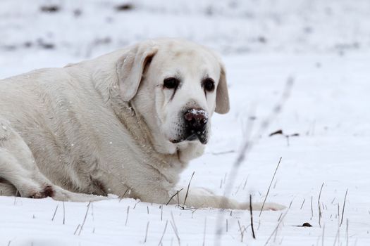 yellow labrador in winter in snow portrait close up