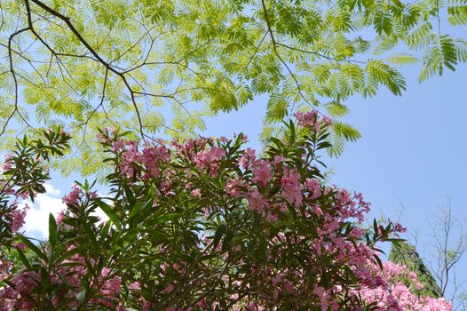 Pink Oleander Nerium shrub grows in the tropical garden.