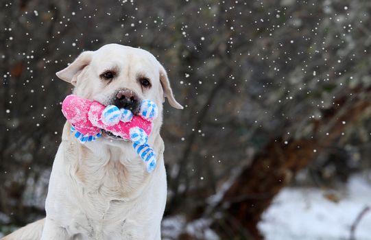 a yellow labrador in the snow in winter with a red toy portrait close up