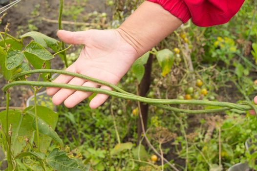 Woman farmer holding a pod of long Chinese beans, vegetable farming concept.