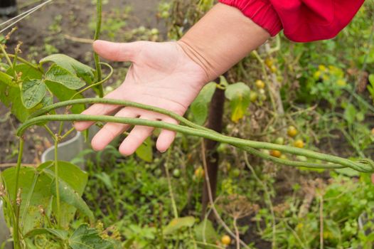 Woman farmer holding a pod of long Chinese beans, vegetable farming concept.