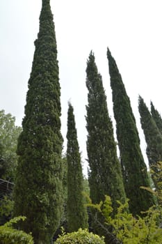 High Cypress trees grow in the Park, view from below.