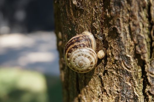 snail sitting on a tree on a Sunny summer day.