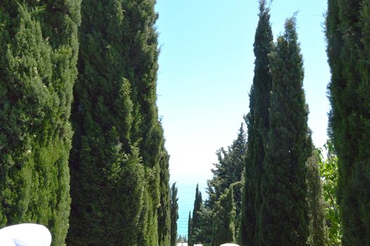 Top view of the sea and the tops of cypresses in the Park on a Sunny day.