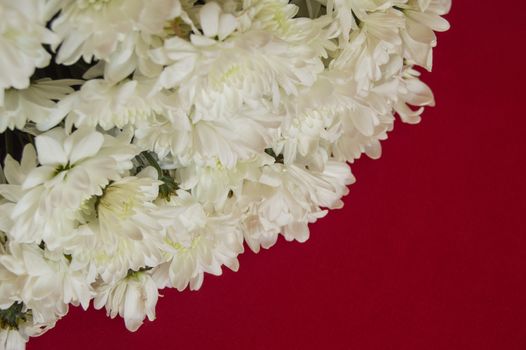 White CHRYSANTHEMUM on a RED background. Women's day, Valentine's day, mother's Day. Copy space, selective focus. Natural optical blur