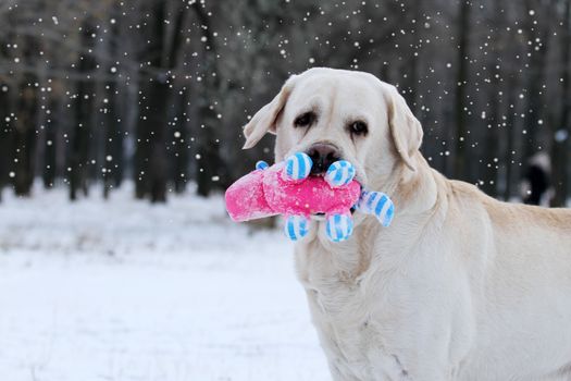 a yellow labrador in the snow in winter with a red toy portrait
