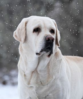 the yellow labrador in winter in snow portrait close up