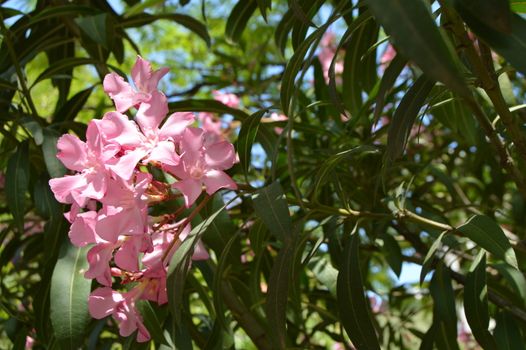 Pink Oleander Nerium shrub grows in the tropical garden.