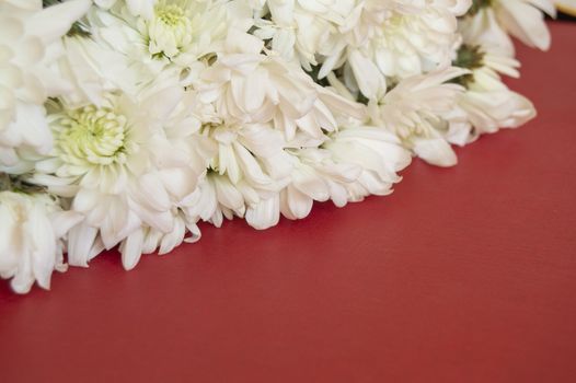 White CHRYSANTHEMUM on a RED background. Women's day, Valentine's day, mother's Day. Copy space, selective focus. Natural optical blur