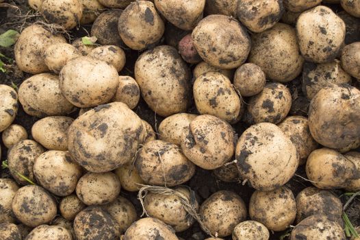 Large harvest of fresh potatoes in the field, the concept of growing organic vegetables and agriculture.