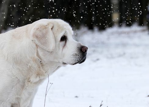 a yellow labrador in winter in snow portrait close up